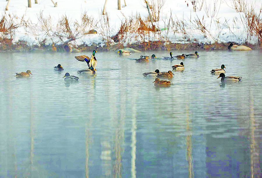 2月20日，成群的野鴨在烏魯木齊市水磨河里游弋。 秦梅花攝